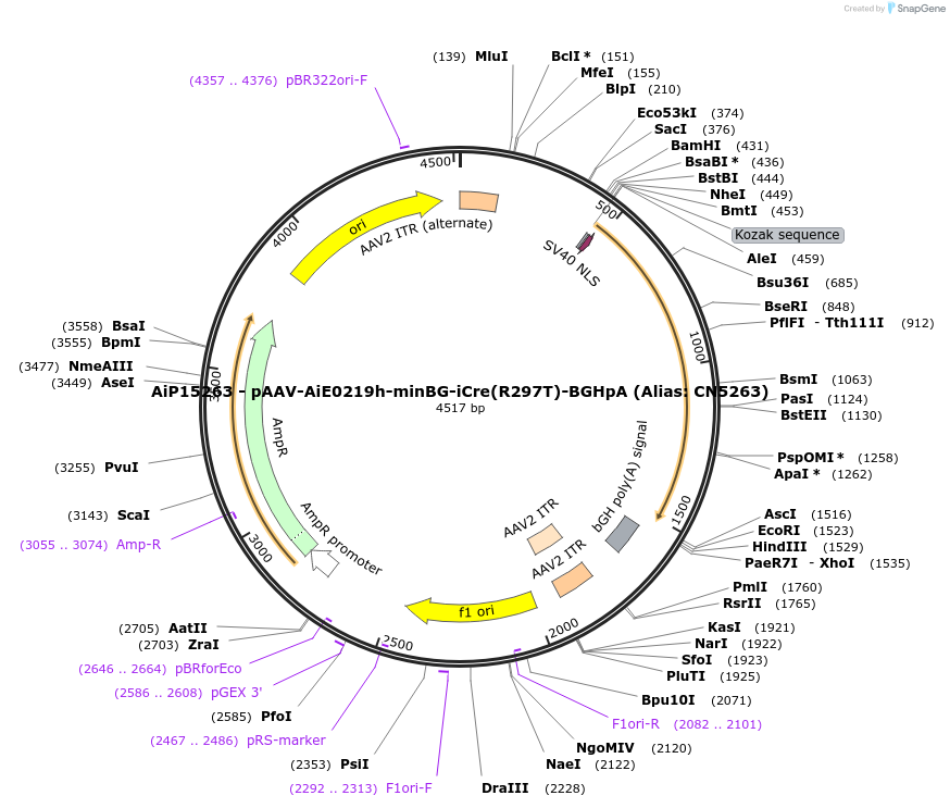 230406-plasmid-map-sequence-id-461934