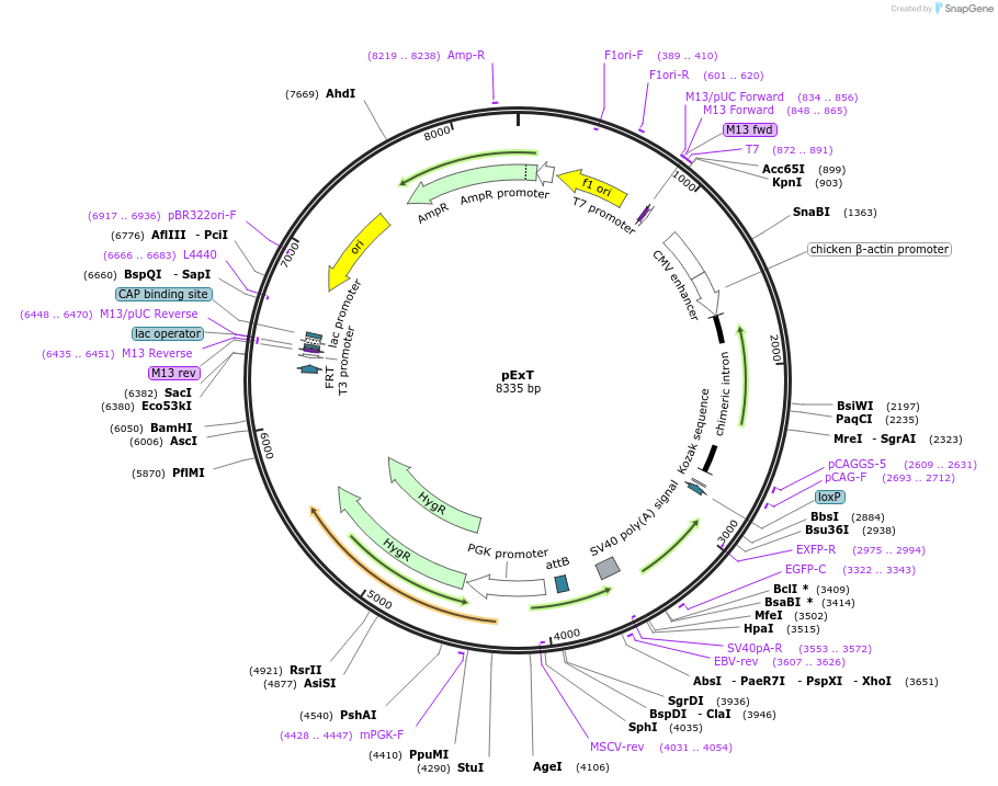 36889-plasmid-map-sequence-id-46194