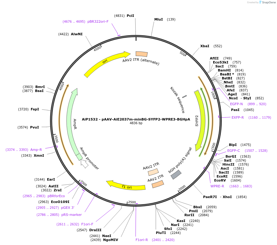 230535-plasmid-map-sequence-id-461940