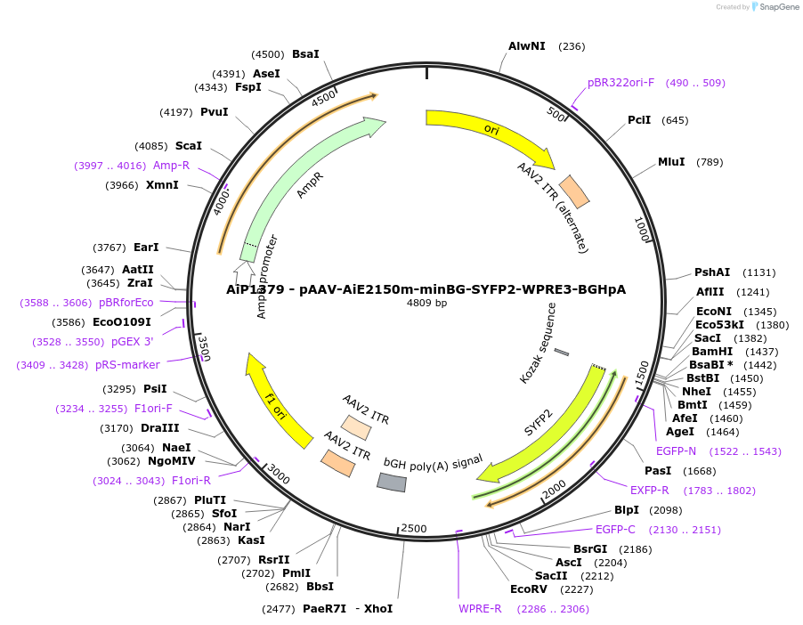 230531-plasmid-map-sequence-id-461944