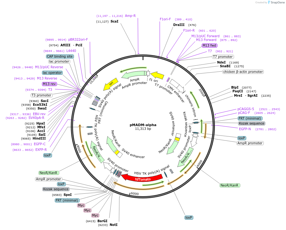 36890-plasmid-map-sequence-id-46195