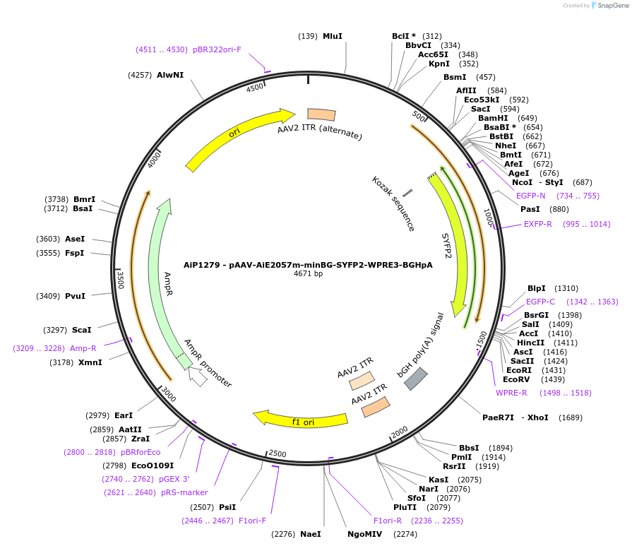230523-plasmid-map-sequence-id-461954