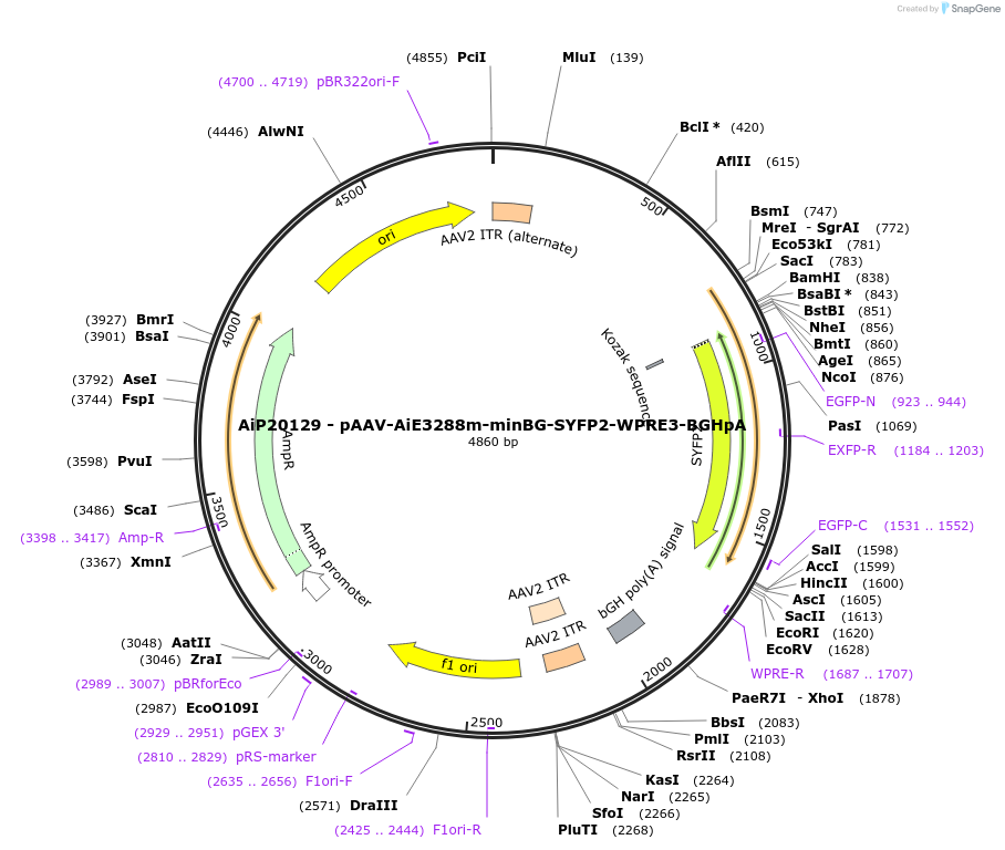 230563-plasmid-map-sequence-id-461962