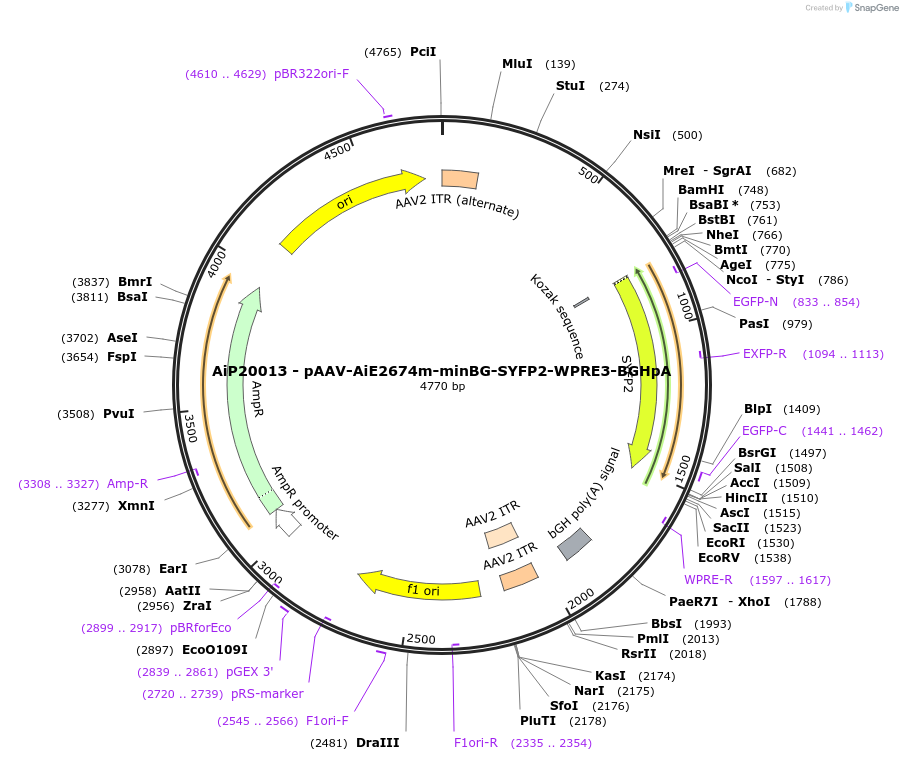 230556-plasmid-map-sequence-id-461966