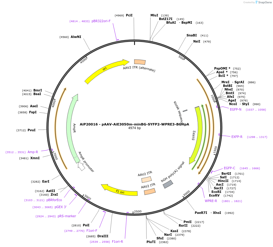 230557-plasmid-map-sequence-id-461967