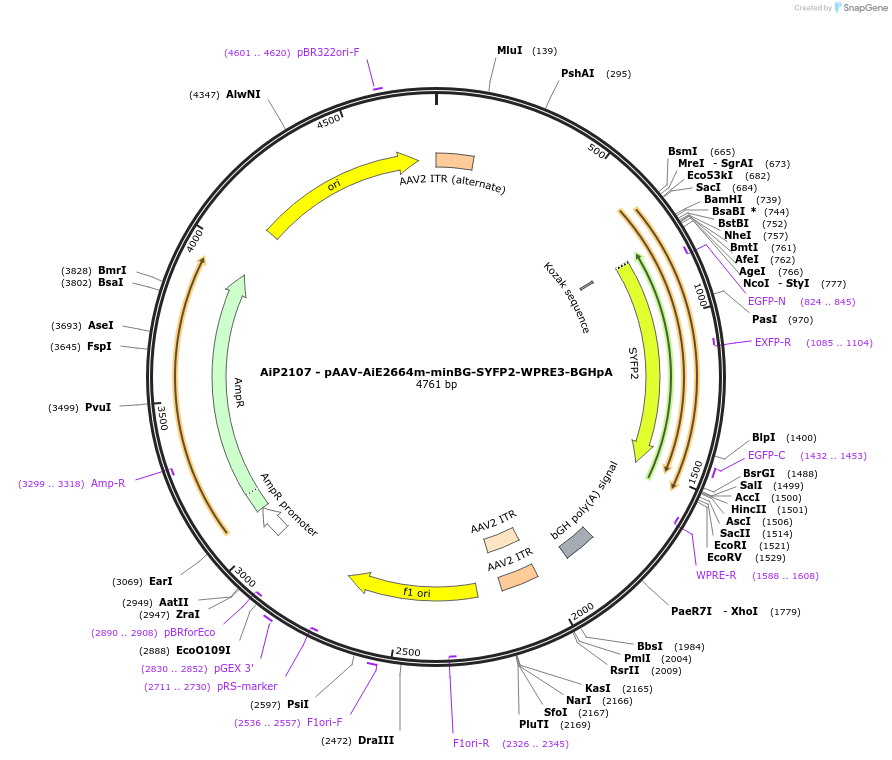 230553-plasmid-map-sequence-id-461970