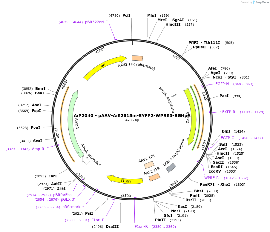 230549-plasmid-map-sequence-id-461972