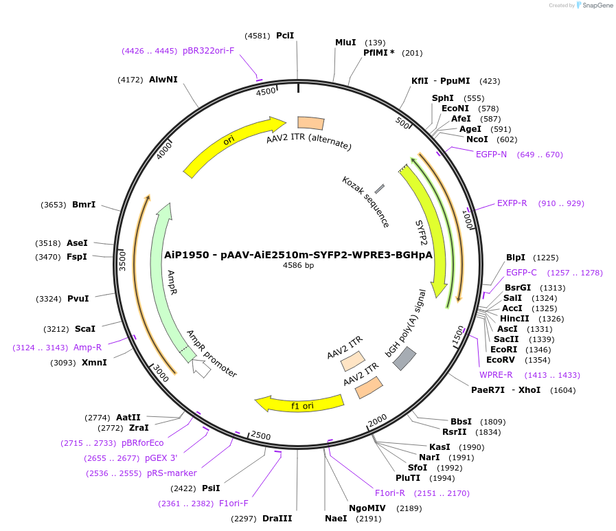 230547-plasmid-map-sequence-id-461973