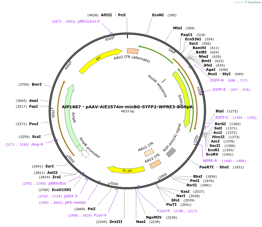 230543-plasmid-map-sequence-id-461976
