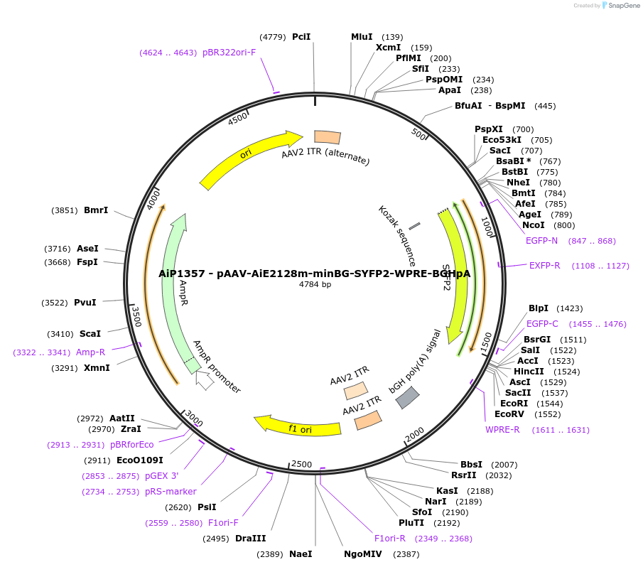 220643-plasmid-map-sequence-id-461986
