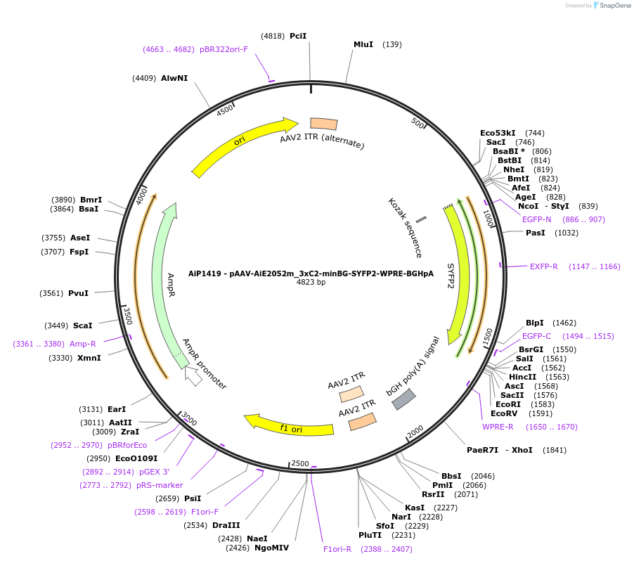 220652-plasmid-map-sequence-id-461992