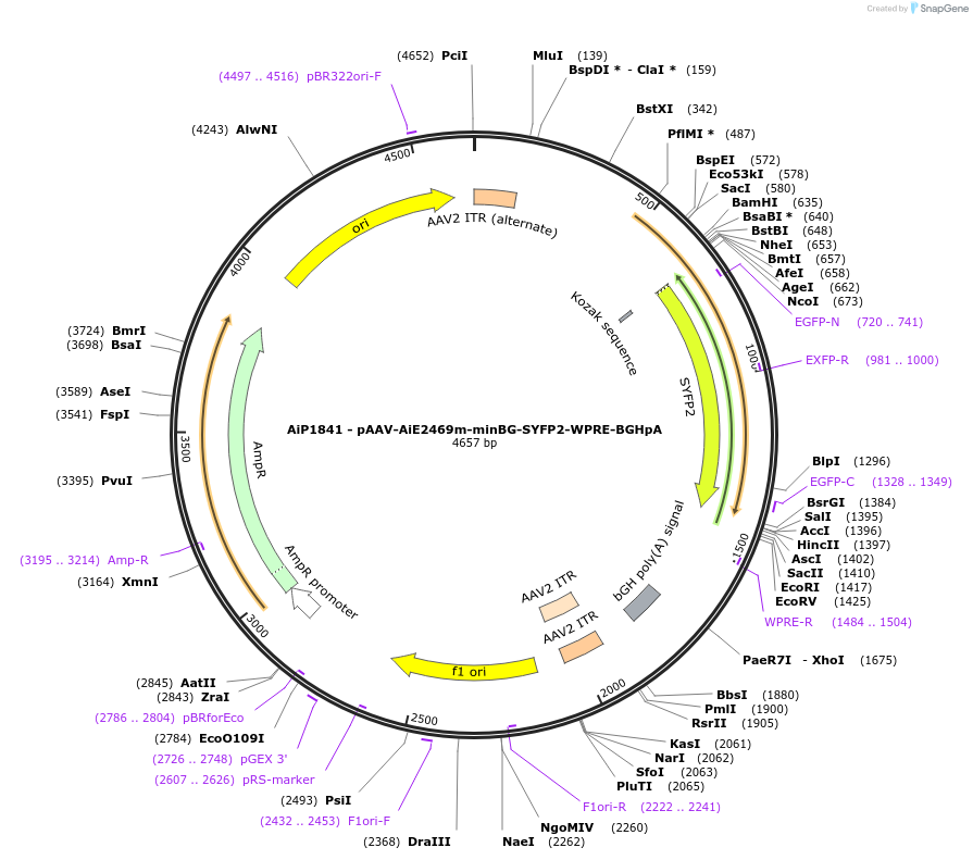 220669-plasmid-map-sequence-id-462002