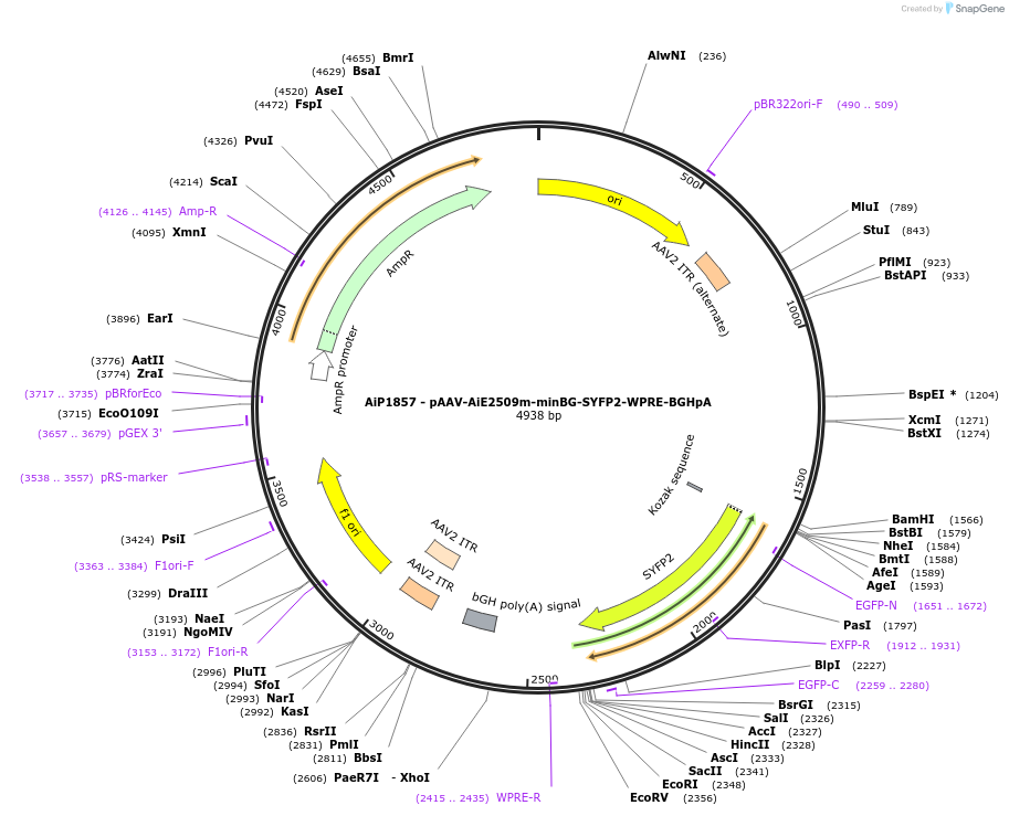 220672-plasmid-map-sequence-id-462004