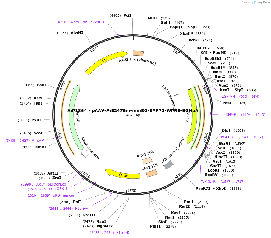 220675-plasmid-map-sequence-id-462007