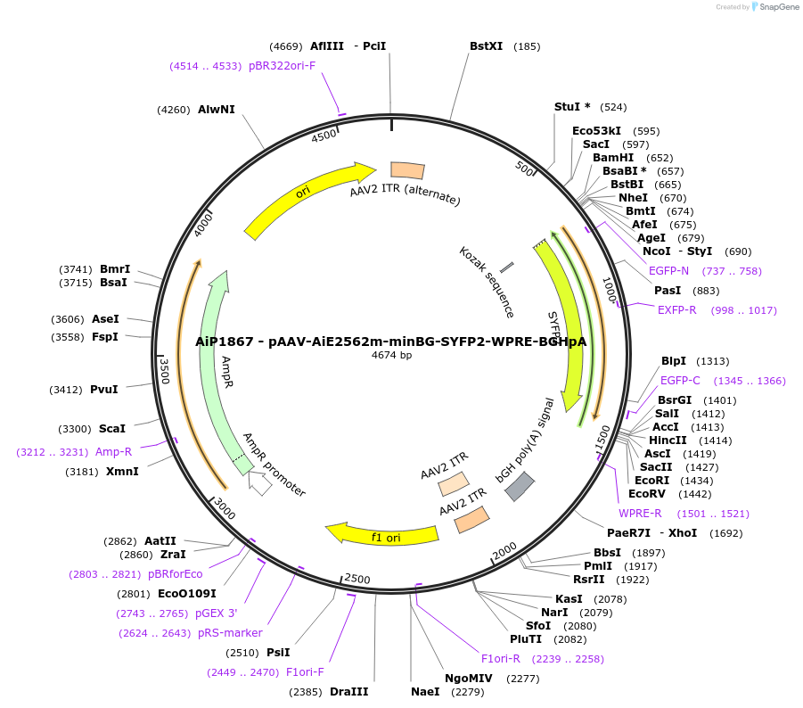 220676-plasmid-map-sequence-id-462008