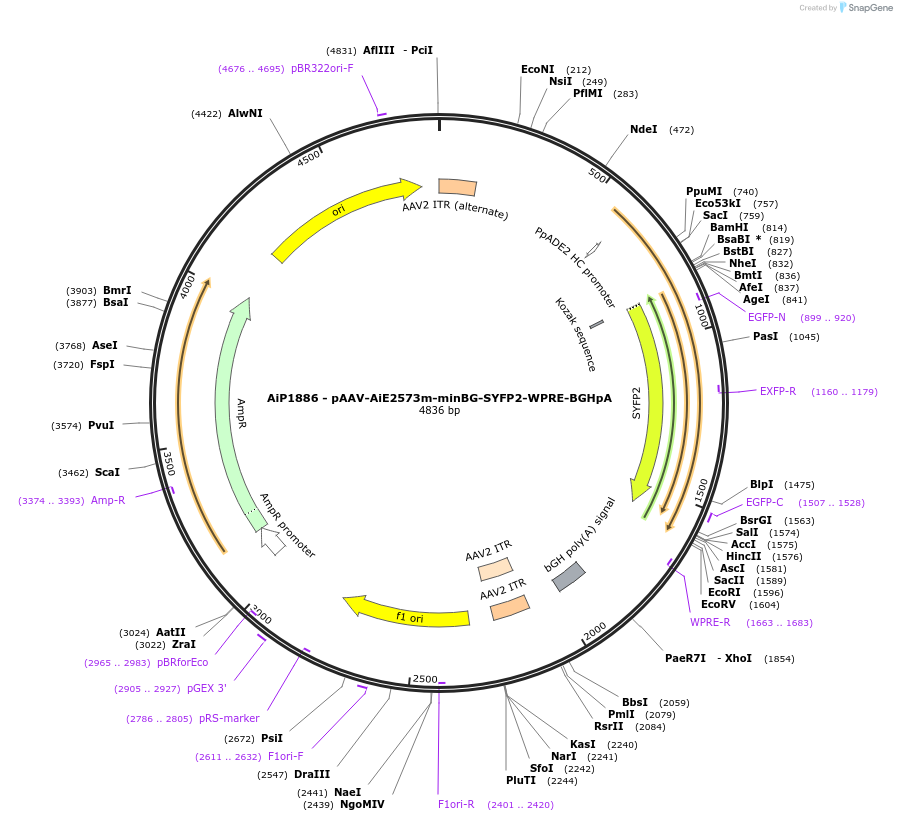 220678-plasmid-map-sequence-id-462009