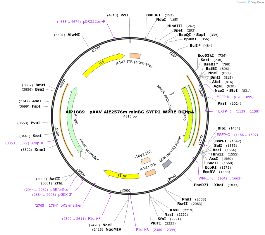 220679-plasmid-map-sequence-id-462010