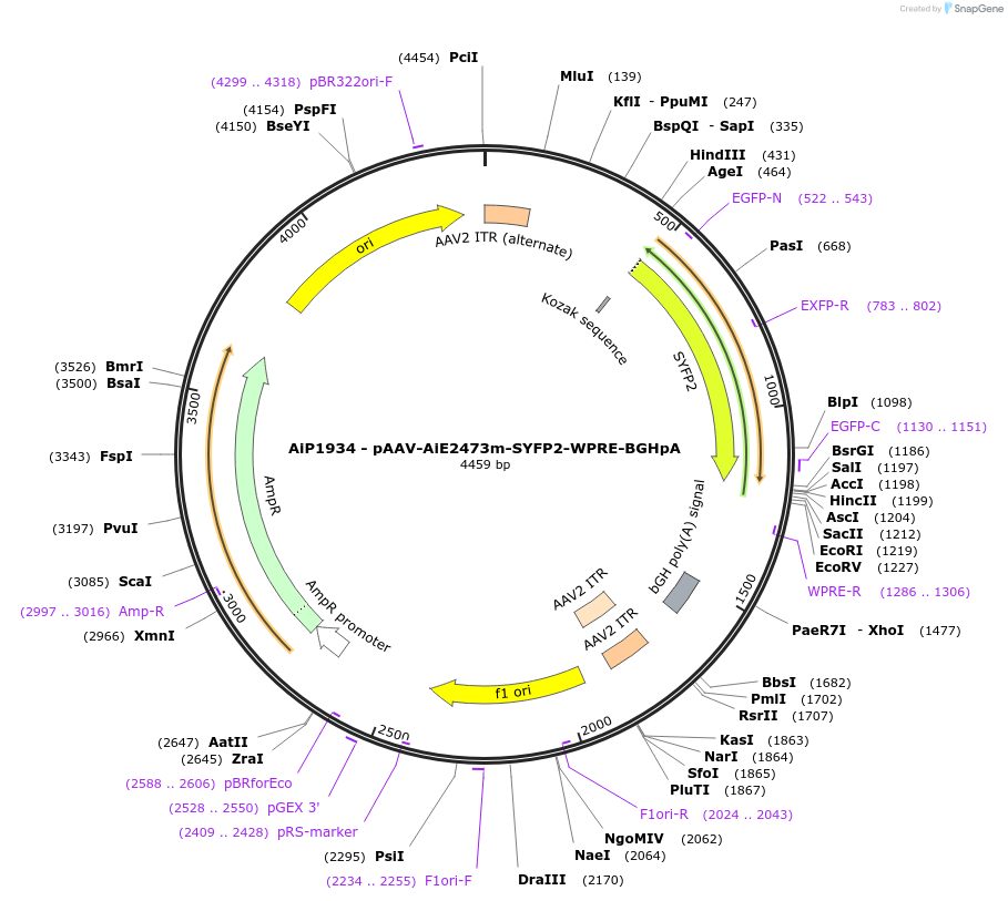 220684-plasmid-map-sequence-id-462013