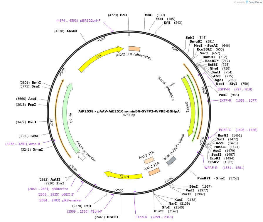 220696-plasmid-map-sequence-id-462023