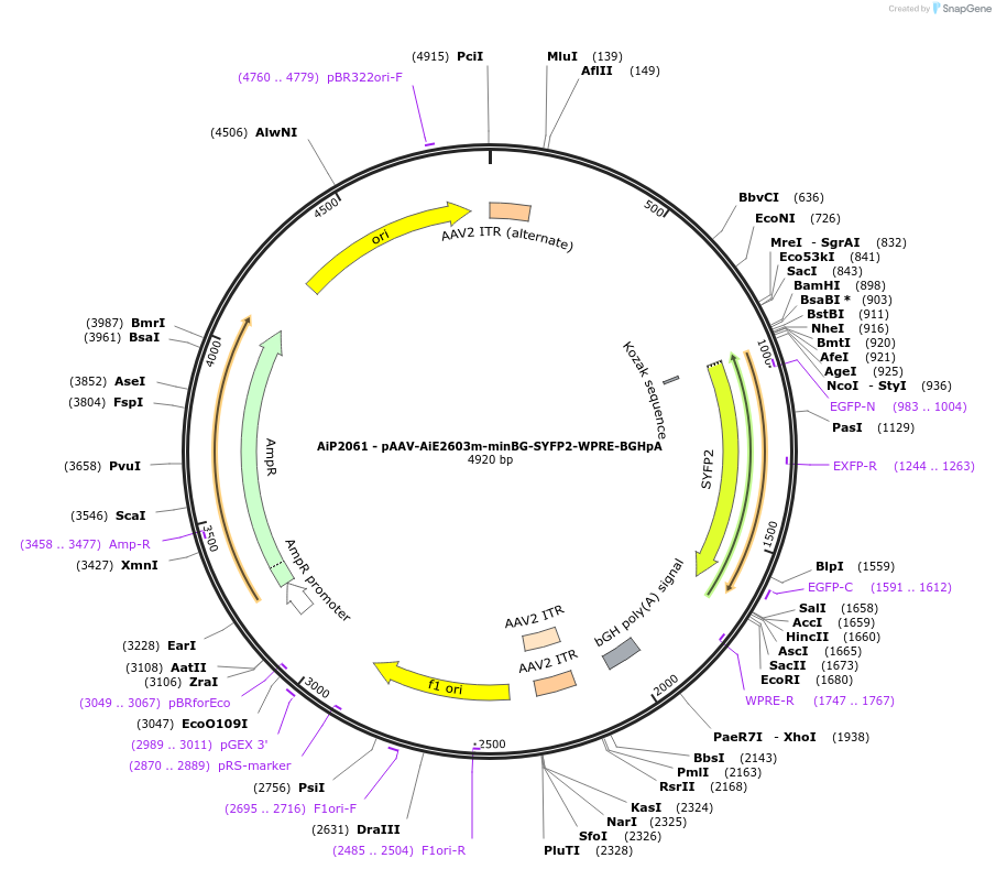 220699-plasmid-map-sequence-id-462026