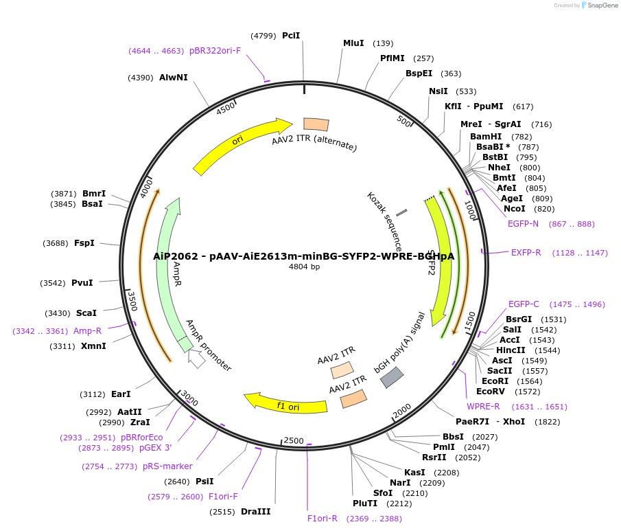220700-plasmid-map-sequence-id-462027