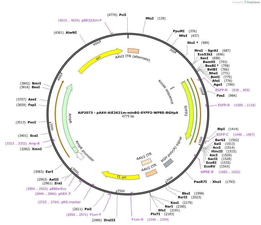220704-plasmid-map-sequence-id-462031