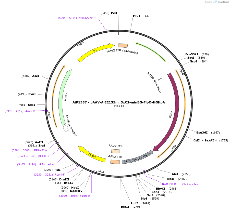 220709-plasmid-map-sequence-id-462035