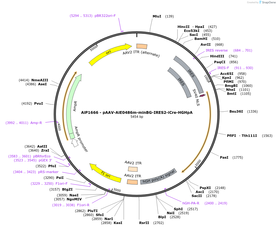 220710-plasmid-map-sequence-id-462036