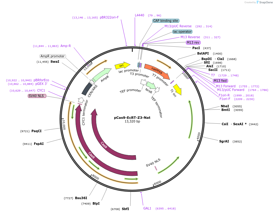 232094-plasmid-map-sequence-id-462039