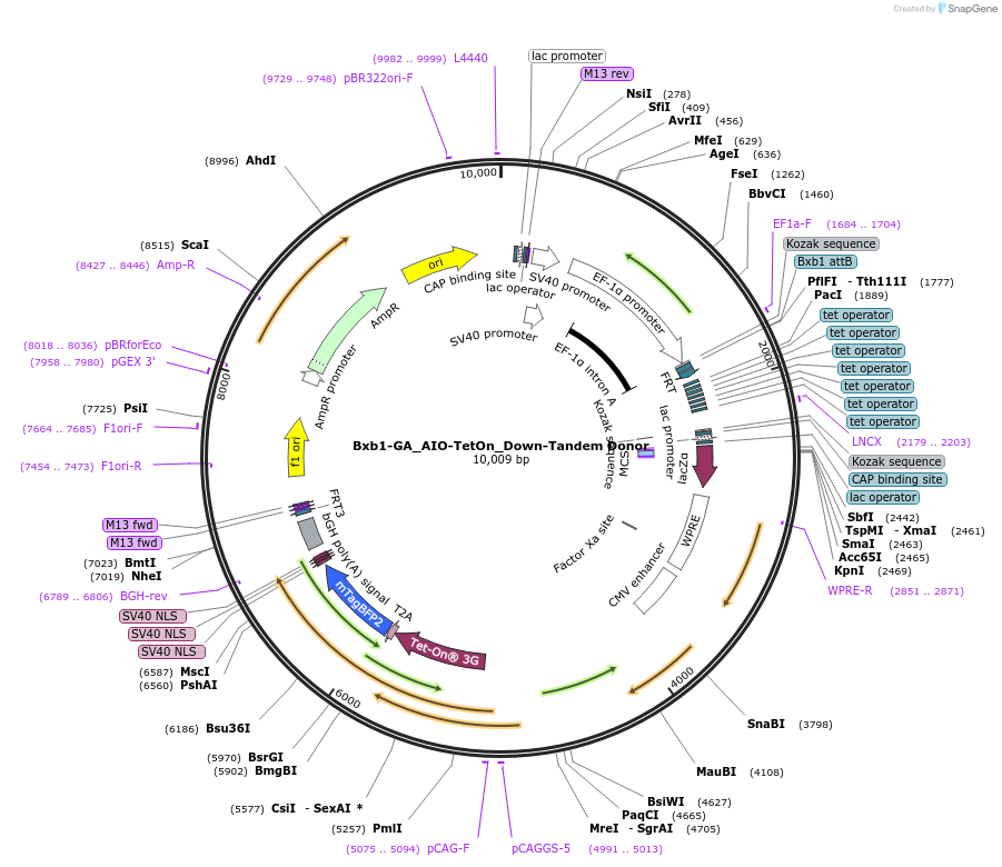 229785-plasmid-map-sequence-id-462043