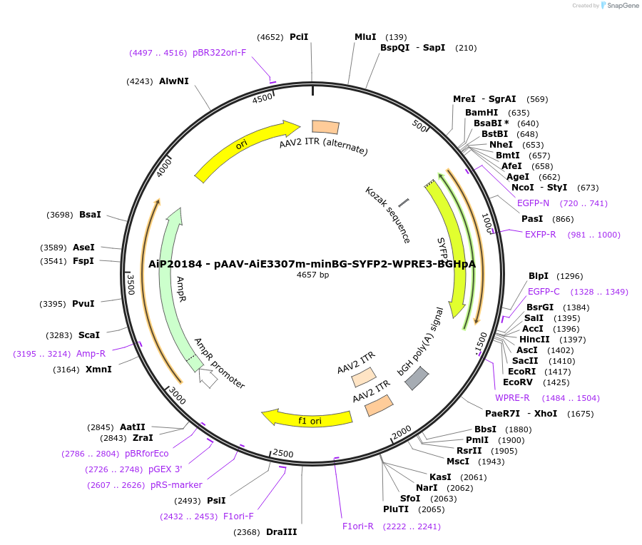230565-plasmid-map-sequence-id-462044