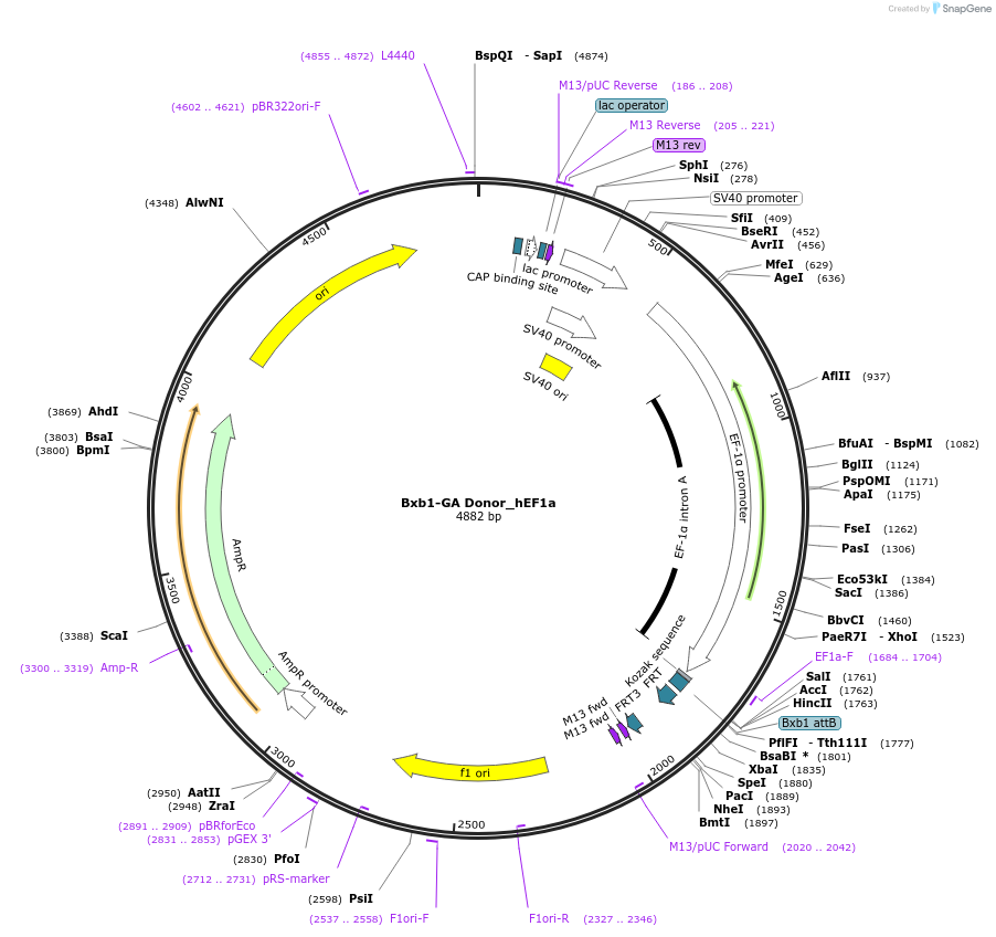 229779-plasmid-map-sequence-id-462047
