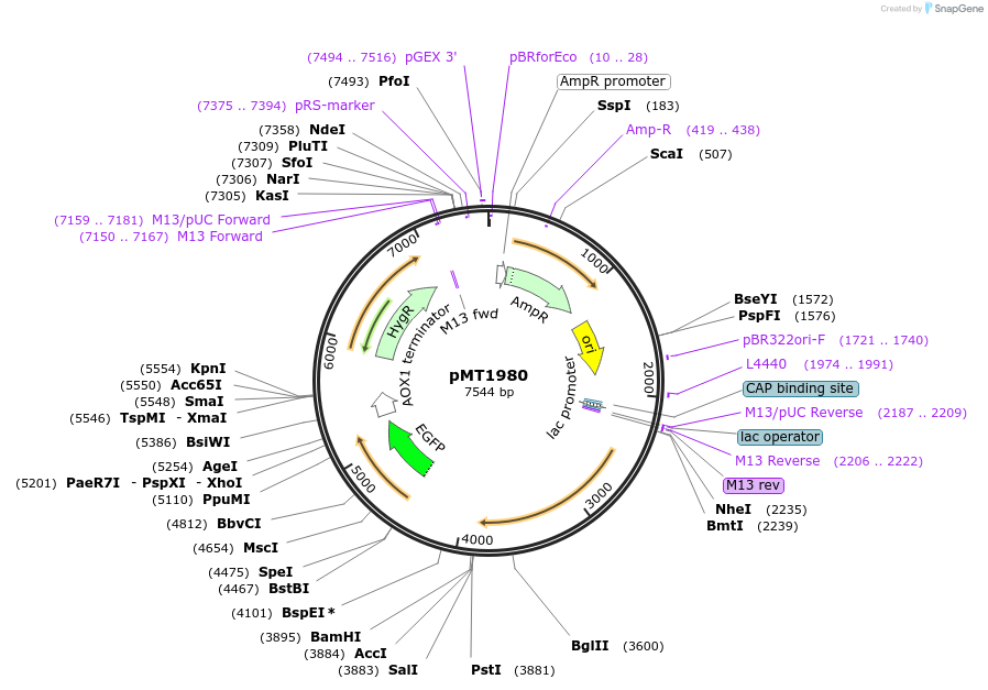 228334-plasmid-map-sequence-id-462049