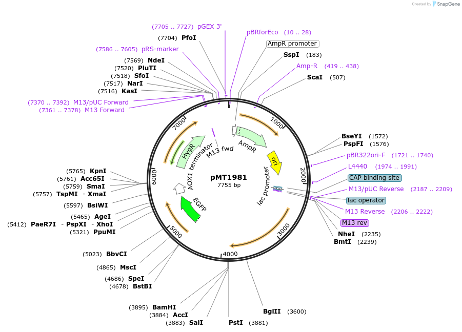 228335-plasmid-map-sequence-id-462052