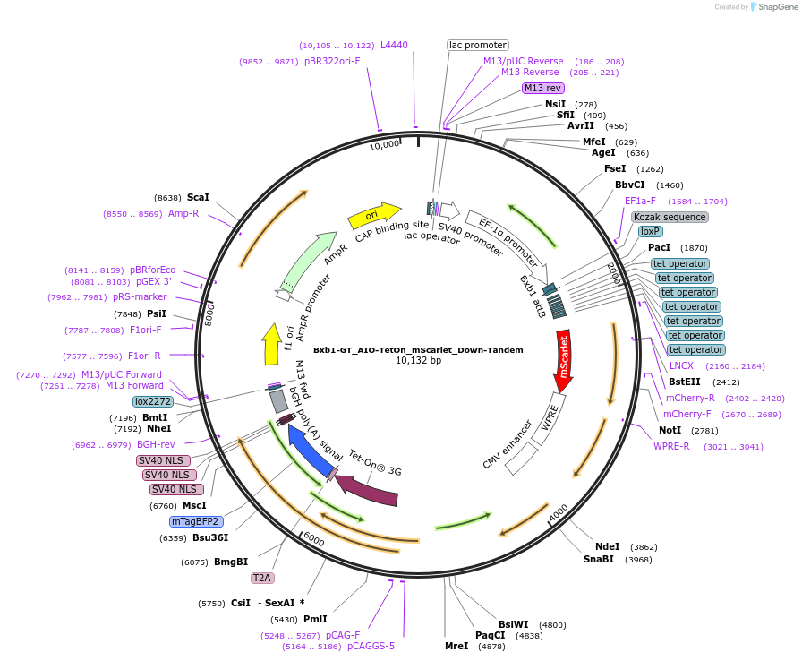 229794-plasmid-map-sequence-id-462053