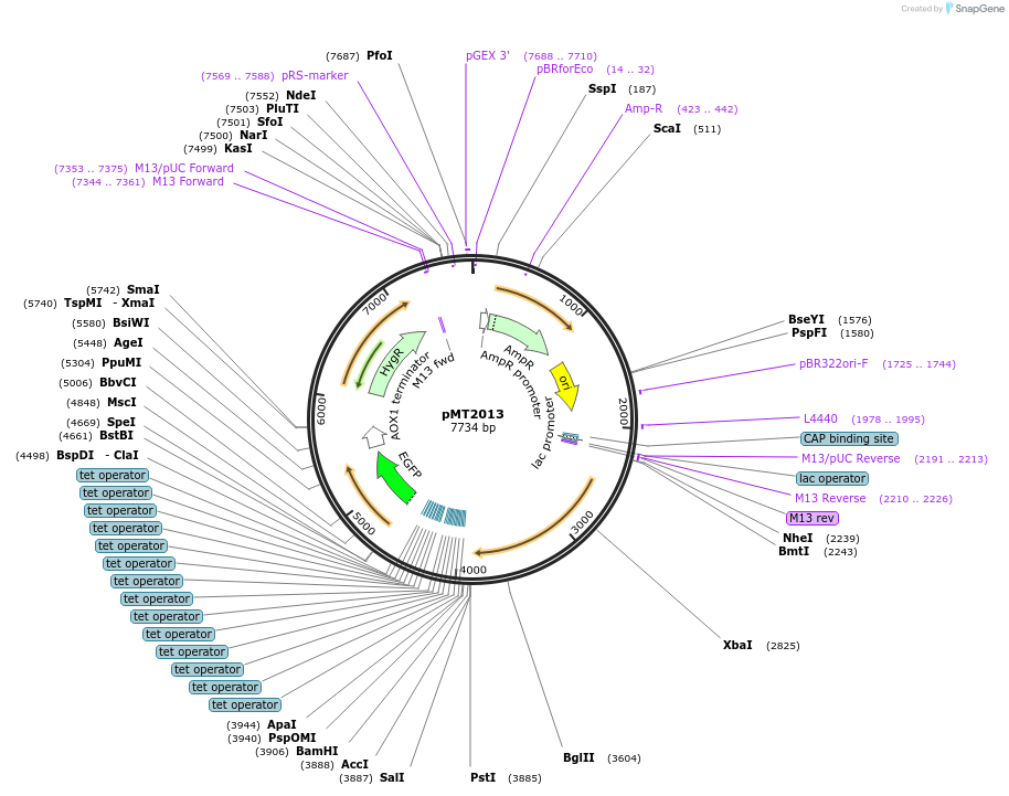 228336-plasmid-map-sequence-id-462054