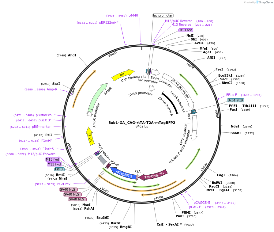 229797-plasmid-map-sequence-id-462055