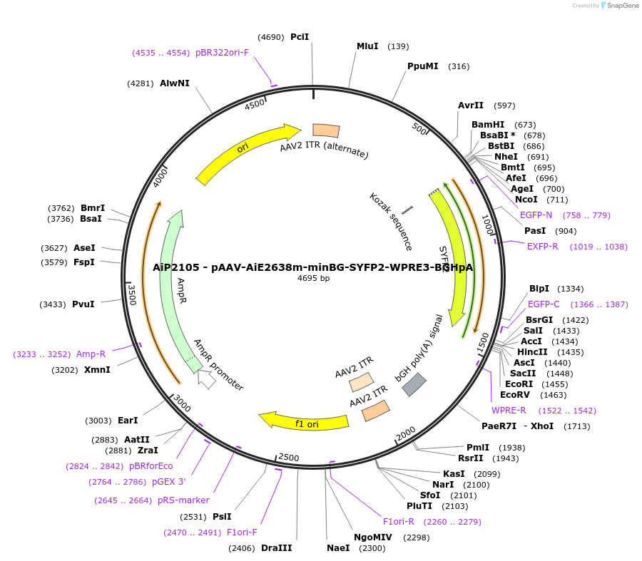 230551-plasmid-map-sequence-id-462058