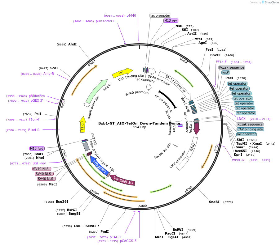 229783-plasmid-map-sequence-id-462079