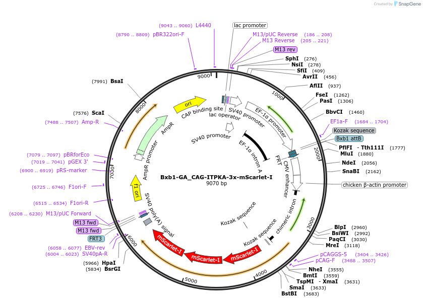 229782-plasmid-map-sequence-id-462083
