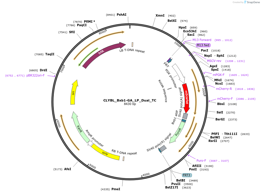 229776-plasmid-map-sequence-id-462084
