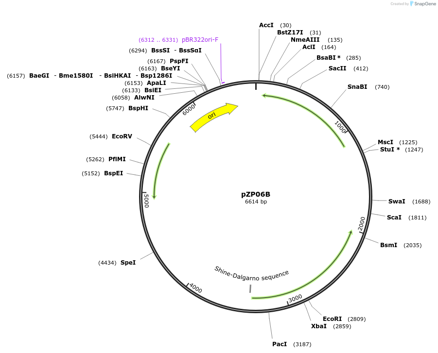 232321-plasmid-map-sequence-id-462085