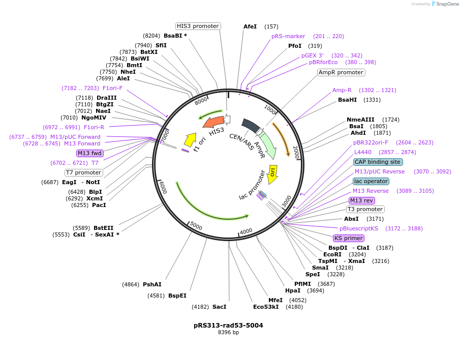 232902-plasmid-map-sequence-id-462087