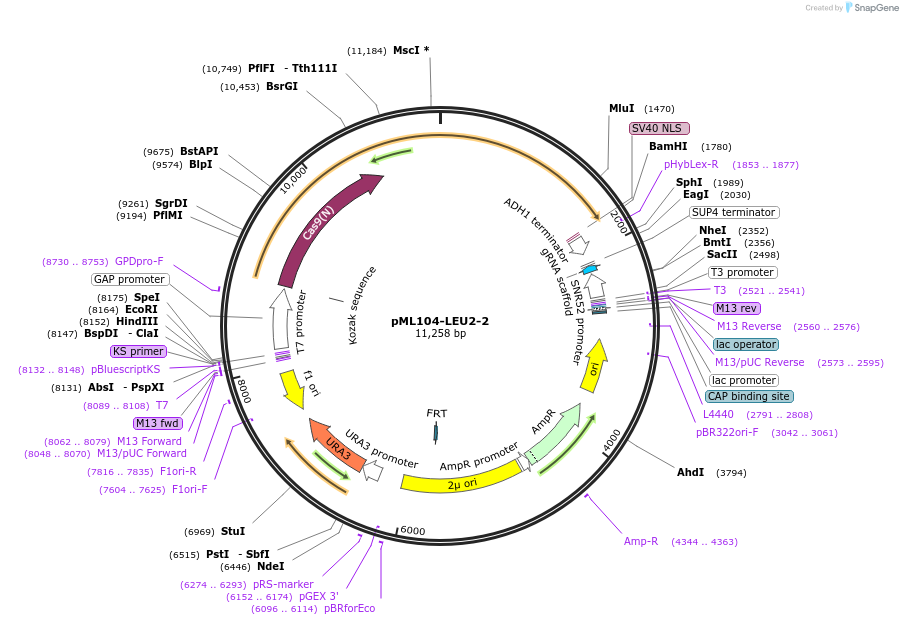 232883-plasmid-map-sequence-id-462088