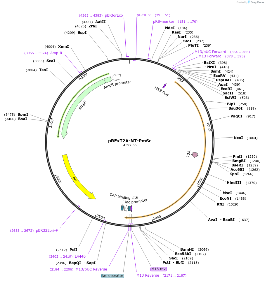 232548-plasmid-map-sequence-id-462096