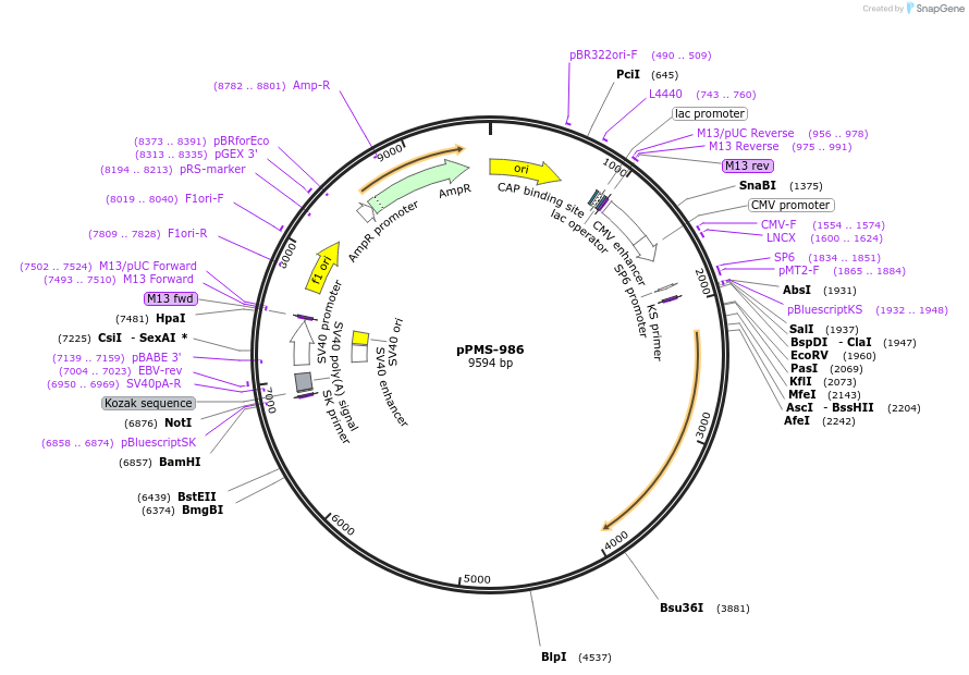 462099_map