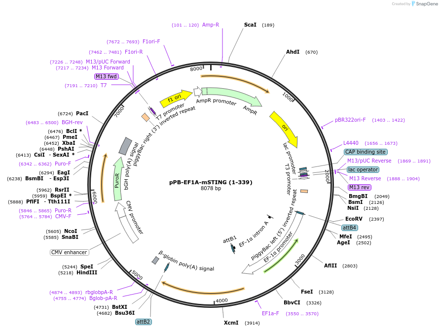 229740-plasmid-map-sequence-id-462100