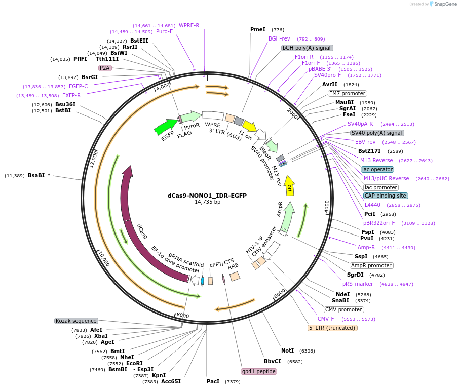 232764-plasmid-map-sequence-id-462105