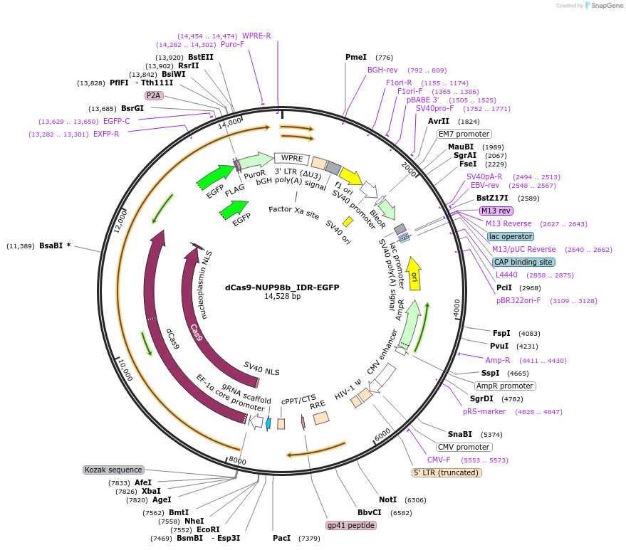 232767-plasmid-map-sequence-id-462109