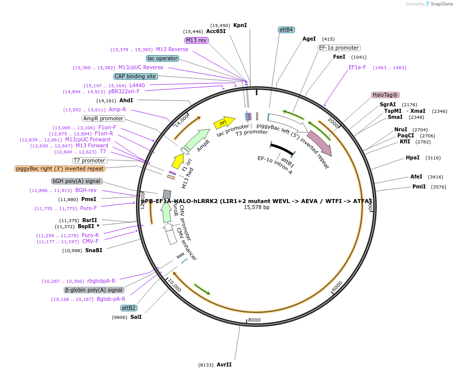 229744-plasmid-map-sequence-id-462110